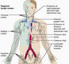 Lymphatic System Chart Pdf