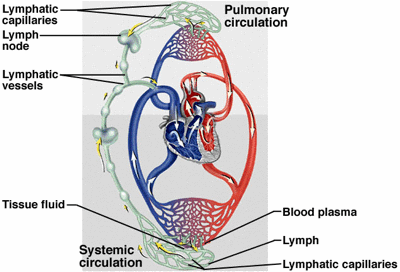 Comparison of Blood and Lymph Vessels « Lymphedema Blog