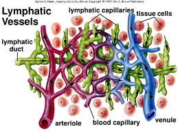 Comparison of Blood and Lymph Vessels « Lymphedema Blog