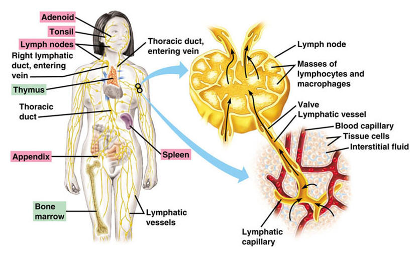 Lymph Nodes and Metastases